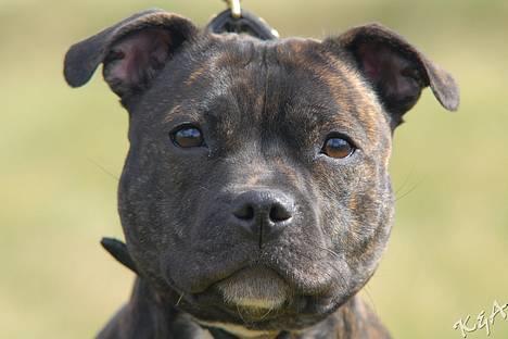 Staffordshire bull terrier Luna - 06.04.07. billede 15