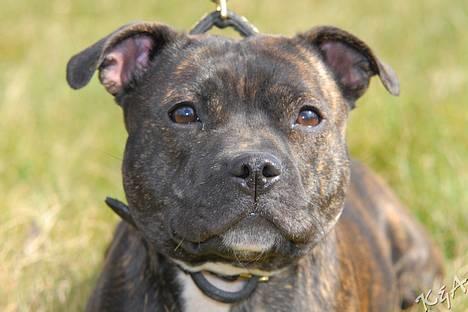 Staffordshire bull terrier Luna - Tager lige en lille pause, må ligge lidt :o) billede 16