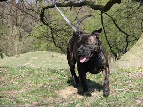 Staffordshire bull terrier Luna - Ihh hvor hun hygger sig ;o) (16 mdr.) billede 17