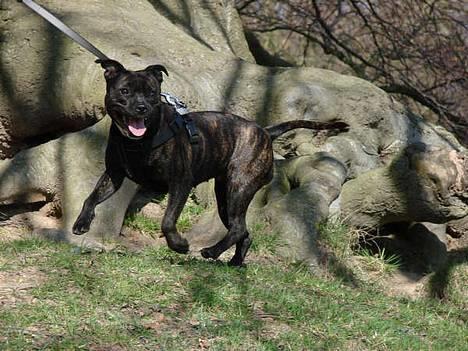 Staffordshire bull terrier Luna - Totalt lalleglad (16 mdr.) billede 18