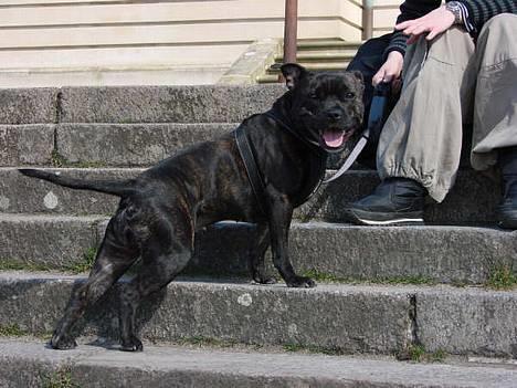 Staffordshire bull terrier Luna - Luna linselus (16 mdr.) billede 19