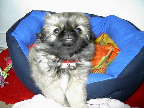 Pekingeser Kira billede 6
