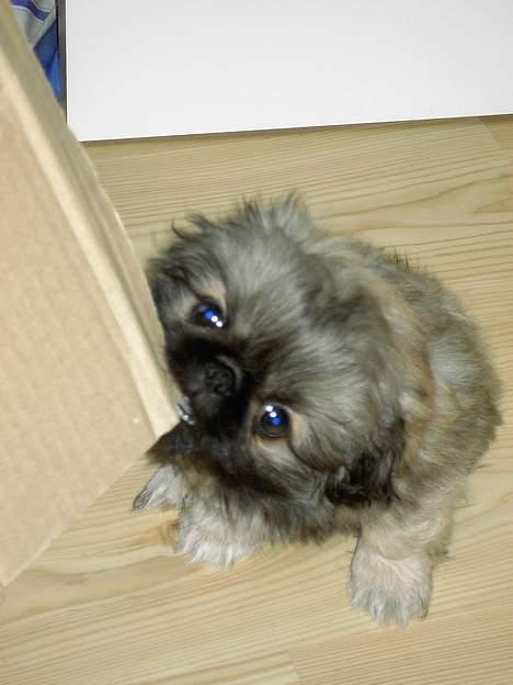 Pekingeser Kira - Kira hygger sig med at bide i flyttekasser billede 7