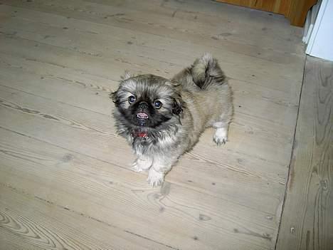Pekingeser Kira billede 8