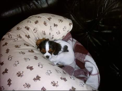 Cavalier king charles spaniel Munkebo's Fie RIP - Sover lige op af mors amme pude... tror godt at jeg må for Nikoline... Se Nikoline på www.123hjemmeside.dk/bettealbrektsen billede 9