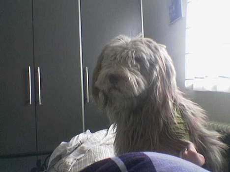 Schapendoes Balu De Olde Griese - balu er lige stået op her. billede 1