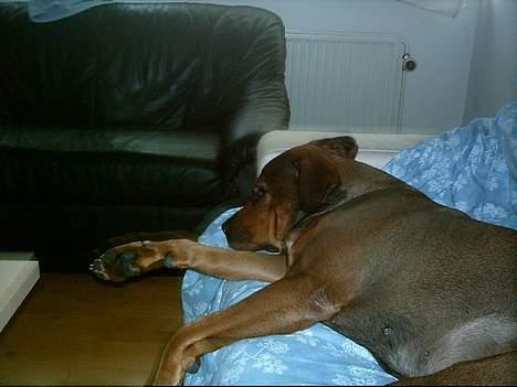 Blanding af racer rottweiler/Am.Bull Klunte billede 7