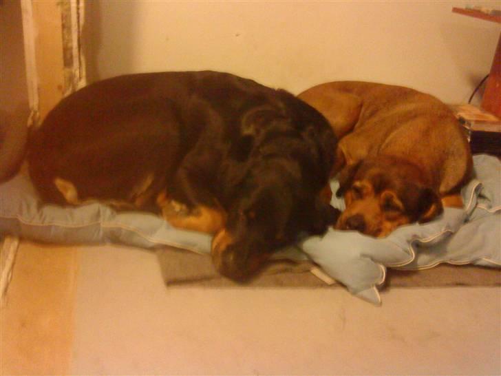 Blanding af racer rottweiler/Am.Bull Klunte - mor´s dejliige piger billede 8