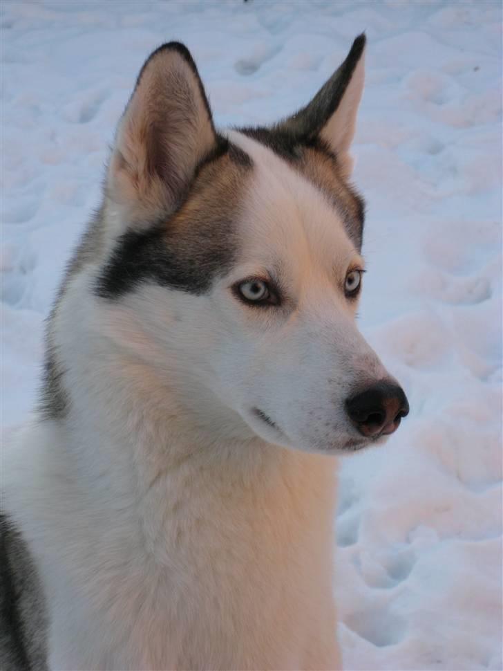 Siberian husky Kenzo - Haii er jeg ikk bare skøn?? billede 1