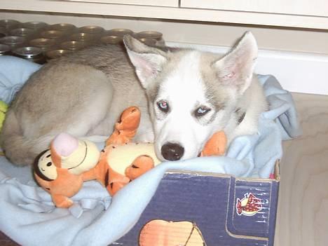 Siberian husky Kenzo - Sikke en lang gåtur, nu skal det gøre godt med en lur... Gaaab billede 2
