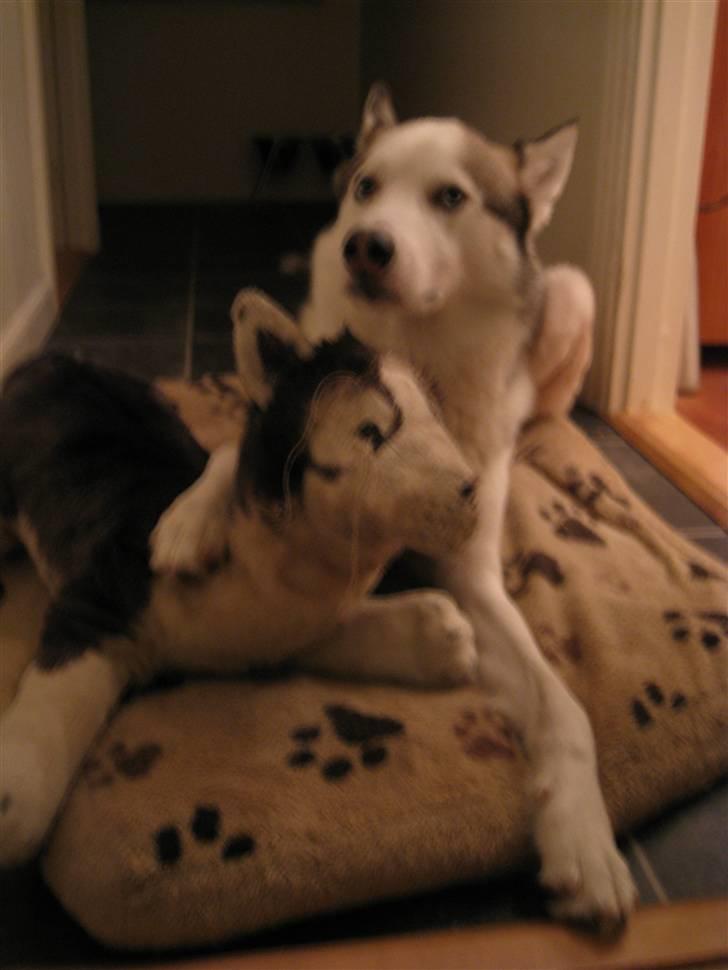 Siberian husky Kenzo - Hmm, hvor blev den dumme and af?? billede 4