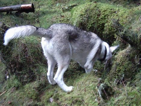Siberian husky Kenzo - Hvor blev den mus af?? Jeg er sikker på at den rendte herned.. c",) billede 5