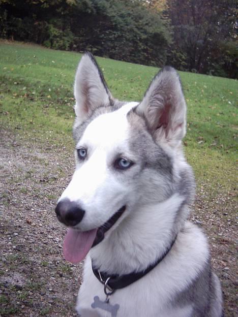 Siberian husky Kenzo billede 6