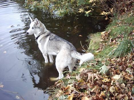 Siberian husky Kenzo - Kom nu her i små andebasser, jeg gør ikk noget.. c",) billede 7