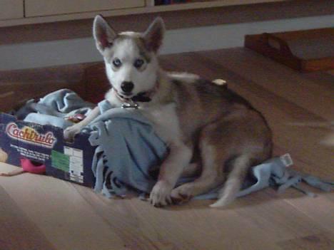 Siberian husky Kenzo billede 8