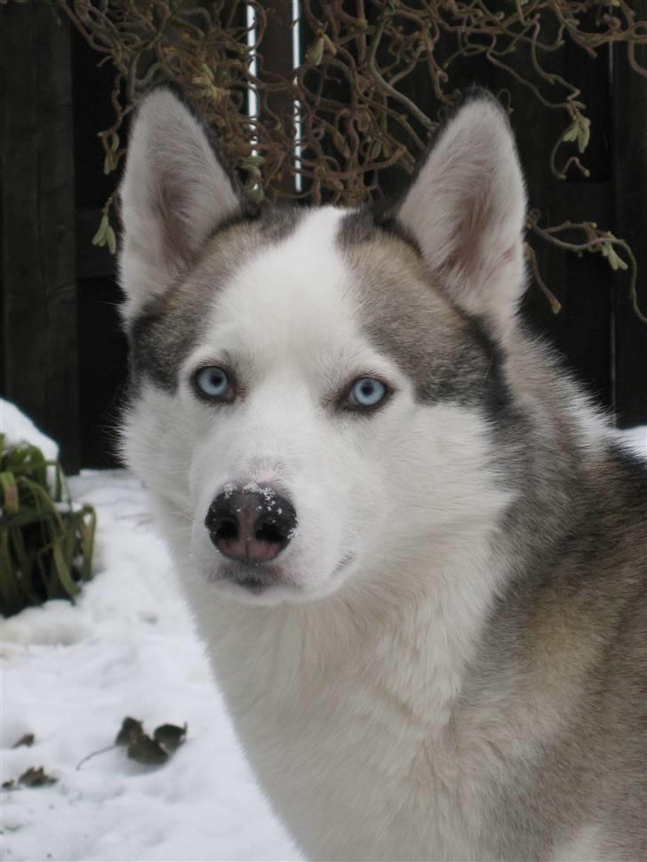 Siberian husky Kenzo billede 9