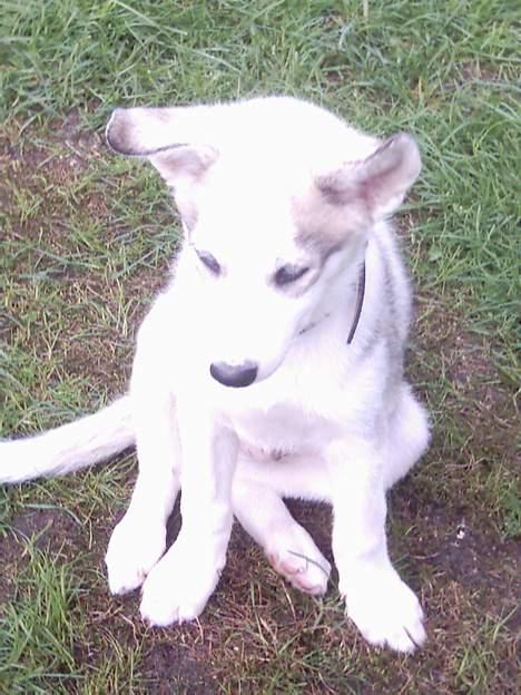 Siberian husky Kenzo billede 10