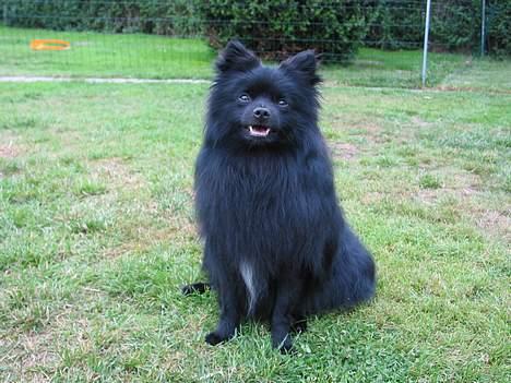 Pomeranian Dee Jay billede 8