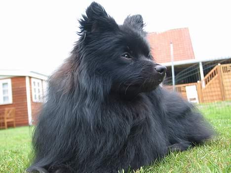 Pomeranian Dee Jay billede 9