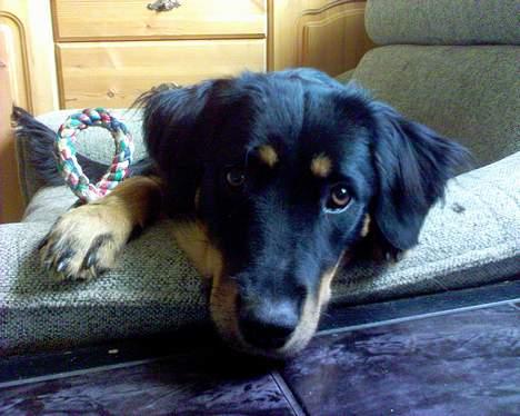 Blanding af racer Bailey - Bailey d. 10. August 2006  billede 8