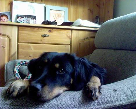 Blanding af racer Bailey - Bailey d. 10. August 2006  billede 9