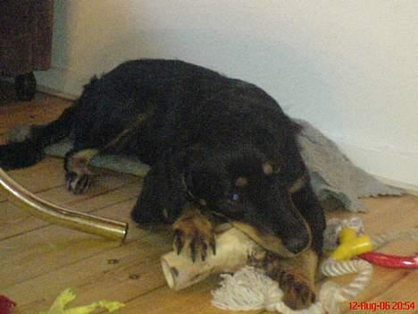 Blanding af racer Bailey - Bailey d. 12. August 2006  billede 10