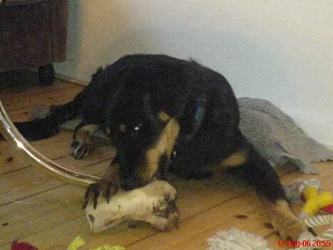 Blanding af racer Bailey - Bailey d. 12. August 2006  billede 11