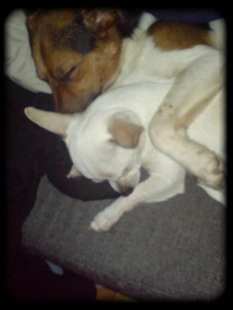 Blanding af racer whisky billede 5