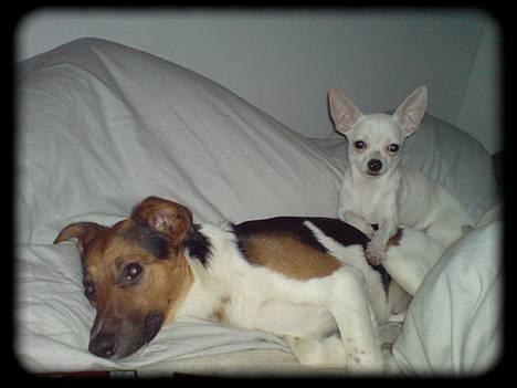 Blanding af racer whisky billede 6