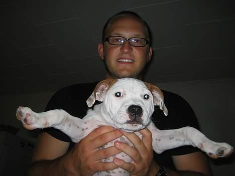 Staffordshire bull terrier Loke billede 8