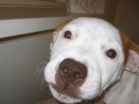 Staffordshire bull terrier Loke billede 9