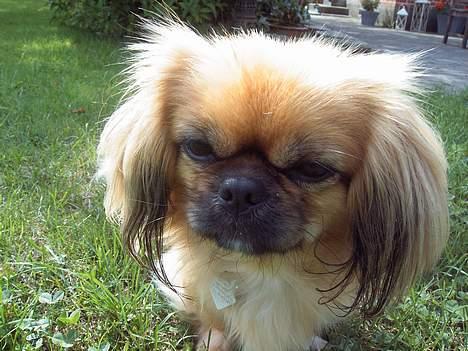 Pekingeser SPIRIT billede 1