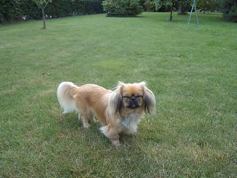 Pekingeser SPIRIT billede 2