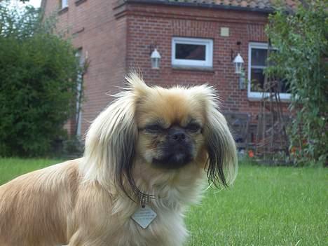 Pekingeser SPIRIT billede 3