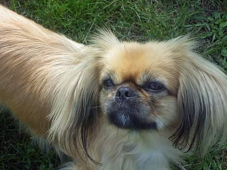 Pekingeser SPIRIT billede 4
