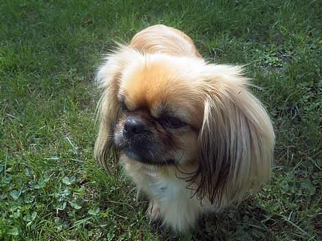 Pekingeser SPIRIT billede 5