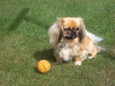 Pekingeser SPIRIT billede 6