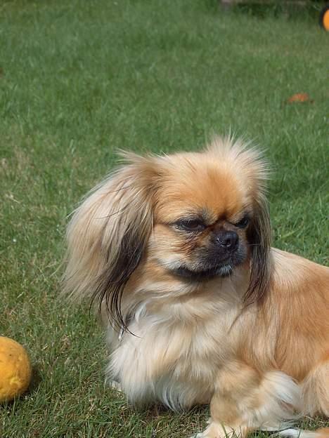 Pekingeser SPIRIT billede 7