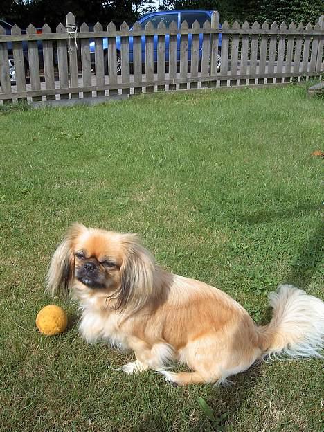 Pekingeser SPIRIT billede 8