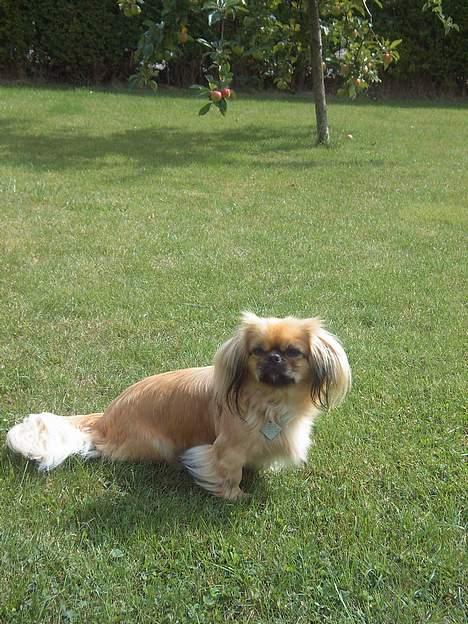 Pekingeser SPIRIT billede 9