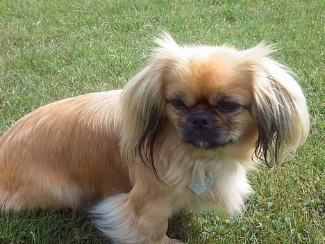 Pekingeser SPIRIT billede 10