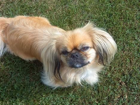 Pekingeser SPIRIT billede 11