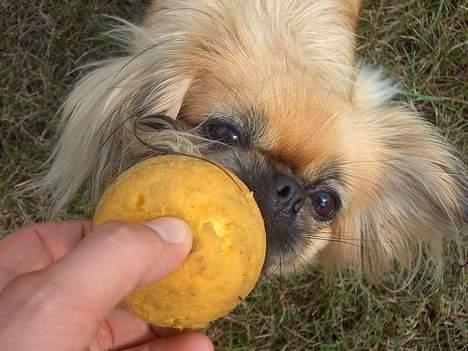 Pekingeser SPIRIT - MIN boldt...!! billede 12