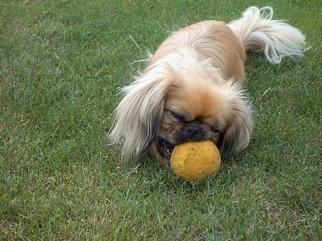 Pekingeser SPIRIT billede 13