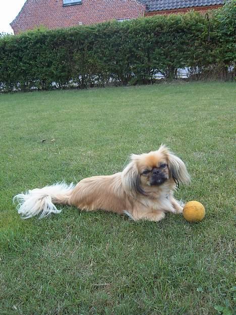 Pekingeser SPIRIT billede 14