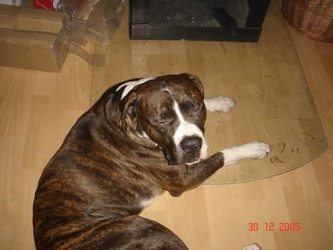 Amerikansk bulldog Jaws - ååårh ja....her ved brænde ovnen er bare det bedste sted at være billede 1