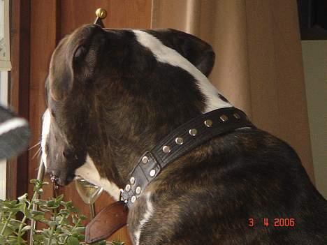 Amerikansk bulldog Jaws - Holder lige øje med ALT der sker ude på gaden...ku jo være der var nogle der sku ha et bjæf med på vejen*G* billede 2