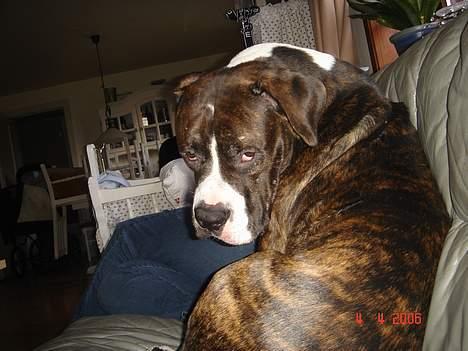 Amerikansk bulldog Jaws - Ååååååårh hva så....kan du ik se jeg er fuldstændig lige glad med dig og dit kamera?? billede 3