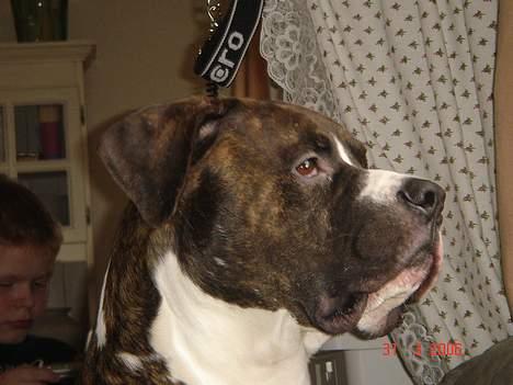 Amerikansk bulldog Jaws - overlegen kan jeg se ud...profilen ikke så smuk denne side fra....men hey....jeg er sgo da  lige glad*G* billede 4