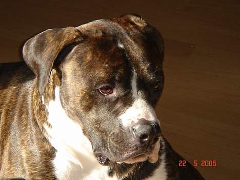 Amerikansk bulldog Jaws - faldt lige over en solstråle på gulvet...og orkede altså ik at gå over den*G* billede 5